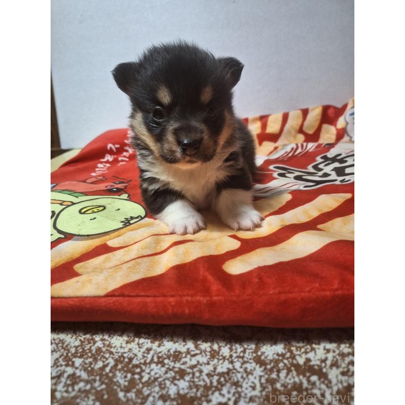 販売中の神奈川県のウェルシュコーギーペンブローク-442601の4枚目