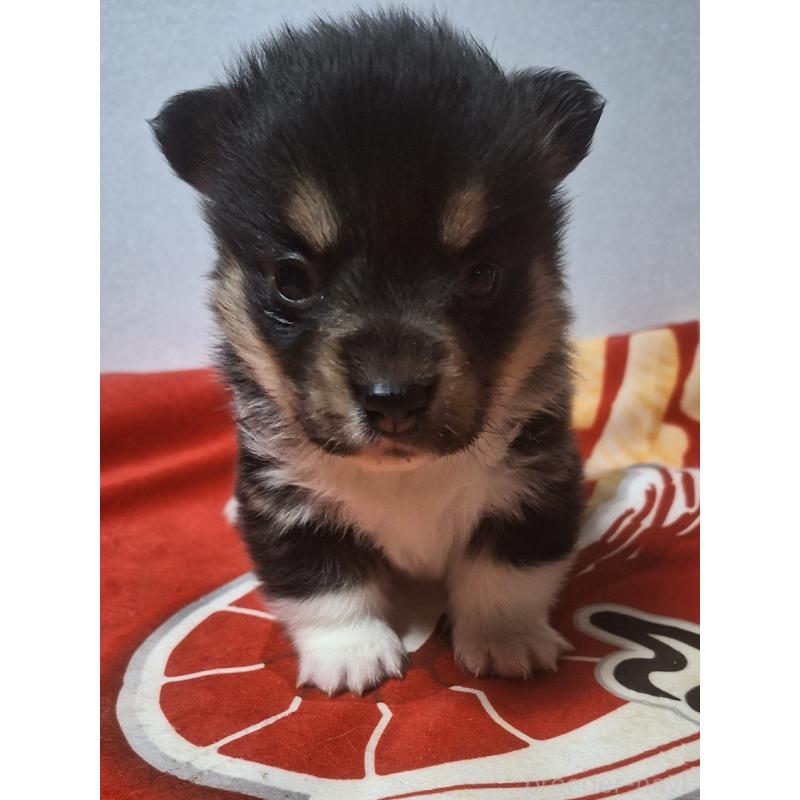 販売中の神奈川県のウェルシュコーギーペンブローク-442601の3枚目