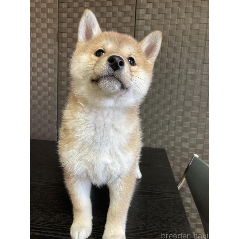 販売中の青森県の柴犬-438026の3枚目