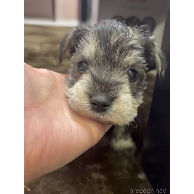 商談中の滋賀県のミニチュアシュナウザー-439507の6枚目