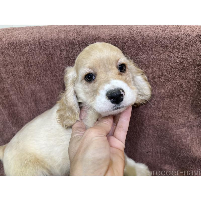 販売中の茨城県のコッカプー:アメリカンコッカースパニエル×トイプードル-432705の5枚目