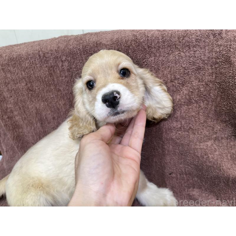 販売中の茨城県のコッカプー:アメリカンコッカースパニエル×トイプードル-432705の4枚目