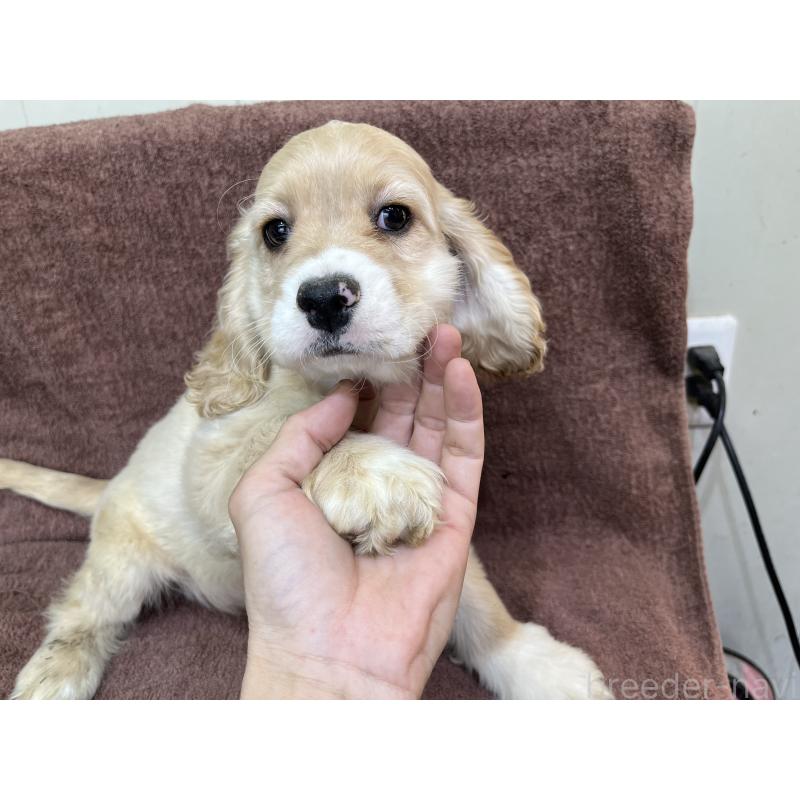 販売中の茨城県のコッカプー:アメリカンコッカースパニエル×トイプードル-432705の3枚目