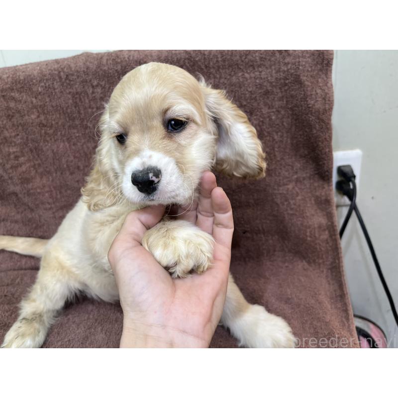 販売中の茨城県のコッカプー:アメリカンコッカースパニエル×トイプードル-432705の2枚目
