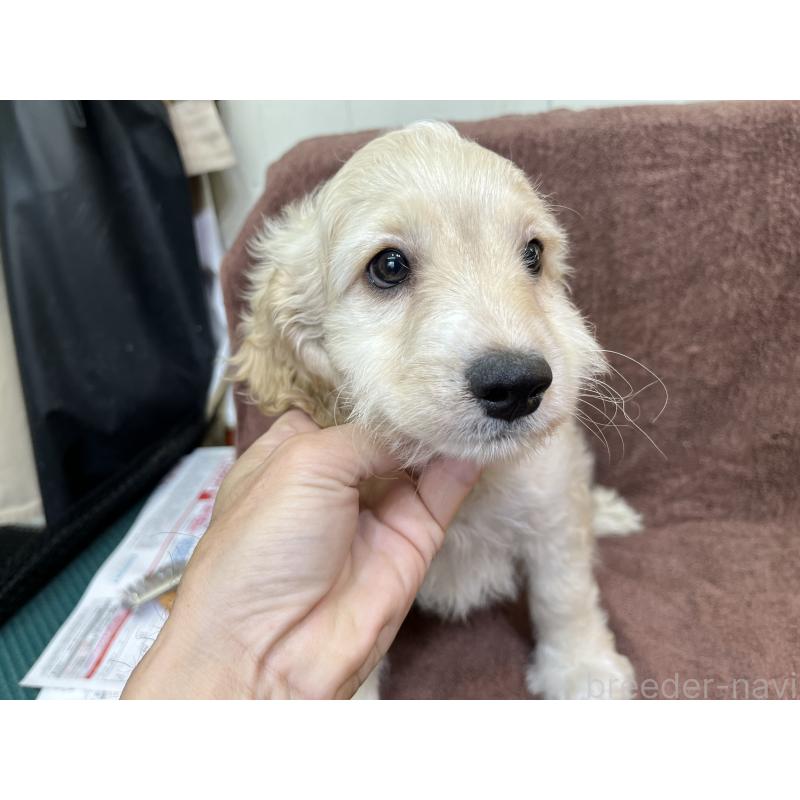 販売中の茨城県のコッカプー:アメリカンコッカースパニエル×トイプードル-434032の5枚目