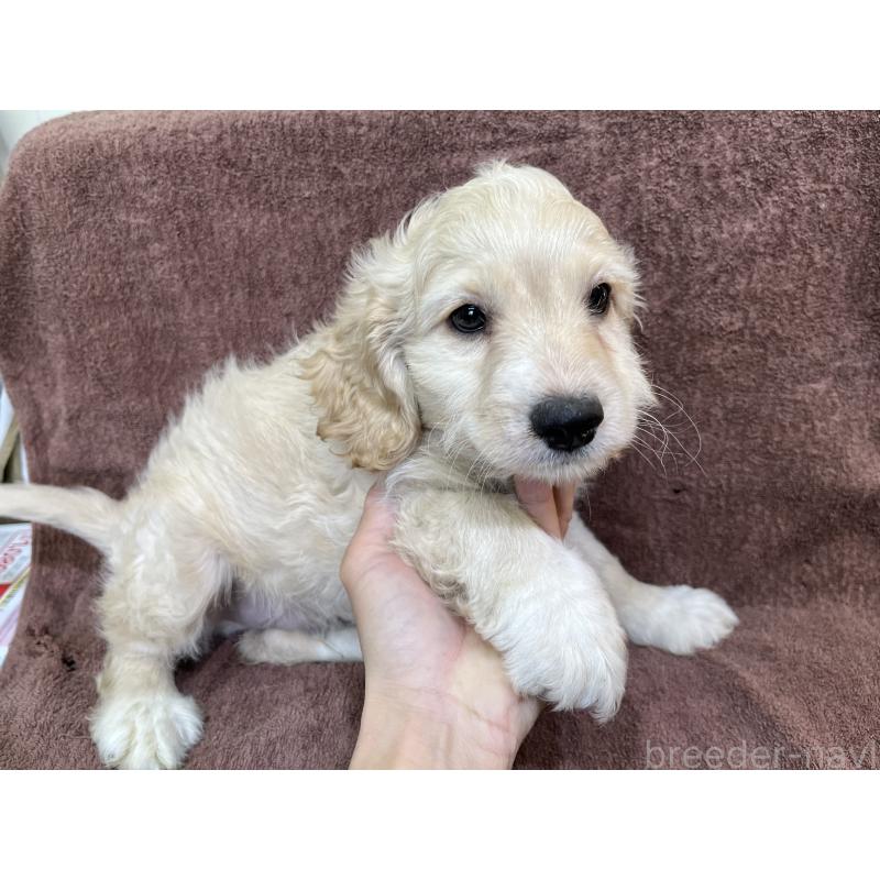 販売中の茨城県のコッカプー:アメリカンコッカースパニエル×トイプードル-434032の4枚目