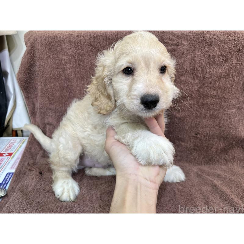 販売中の茨城県のコッカプー:アメリカンコッカースパニエル×トイプードル-434032の2枚目