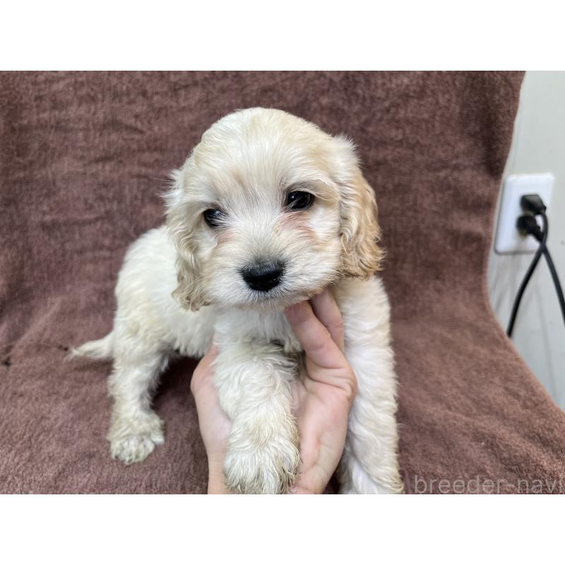 成約済の茨城県のコッカプー:アメリカンコッカースパニエル×トイプードル-437198の5枚目