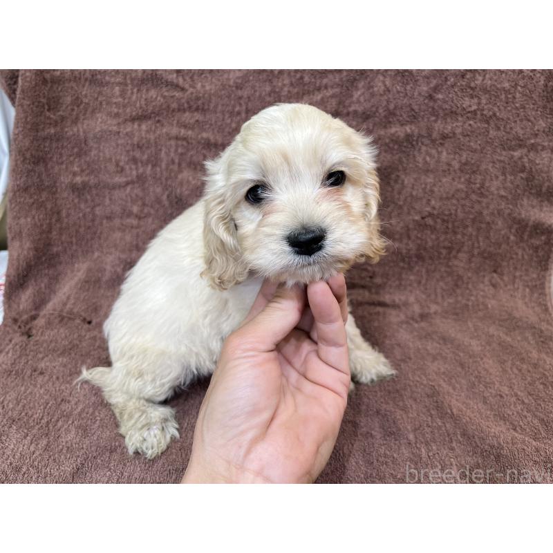 成約済の茨城県のコッカプー:アメリカンコッカースパニエル×トイプードル-437198の4枚目