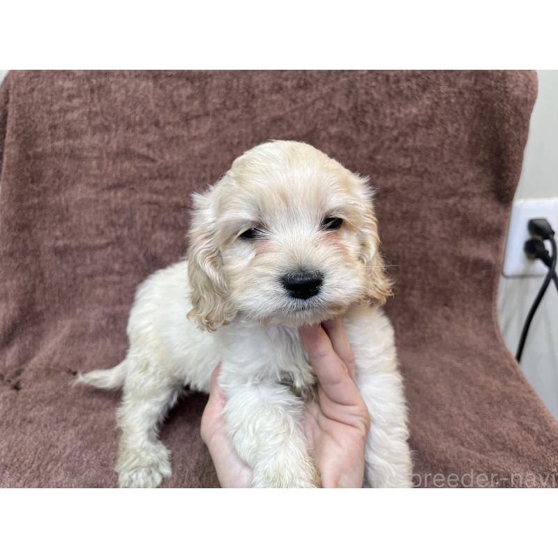 成約済の茨城県のコッカプー:アメリカンコッカースパニエル×トイプードル-437198の3枚目