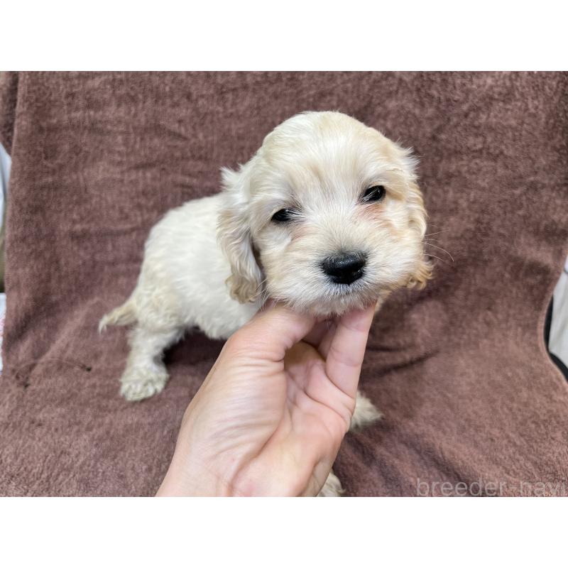 成約済の茨城県のコッカプー:アメリカンコッカースパニエル×トイプードル-437198の2枚目