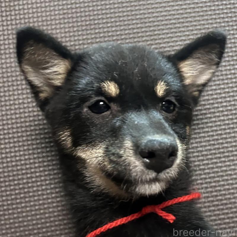 販売中の福岡県の豆柴-433927の12枚目