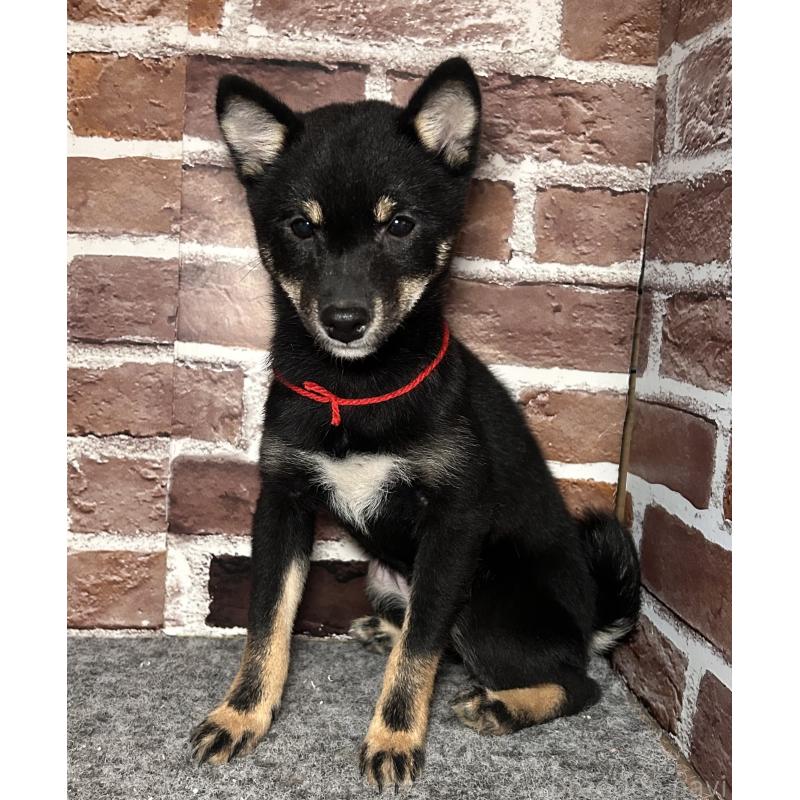 販売中の福岡県の豆柴-433927の10枚目