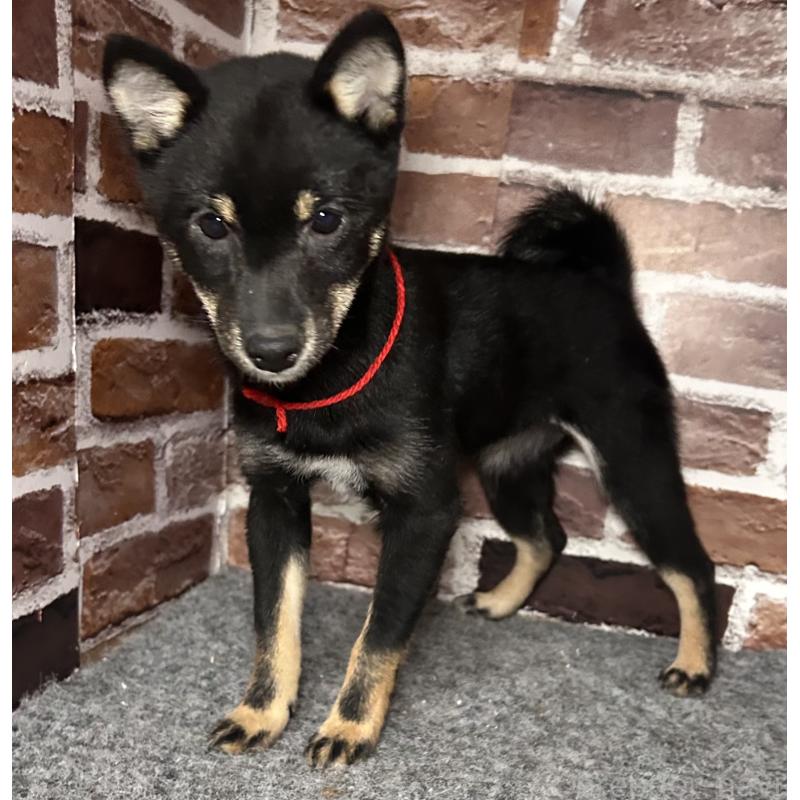 販売中の福岡県の豆柴-433927の9枚目