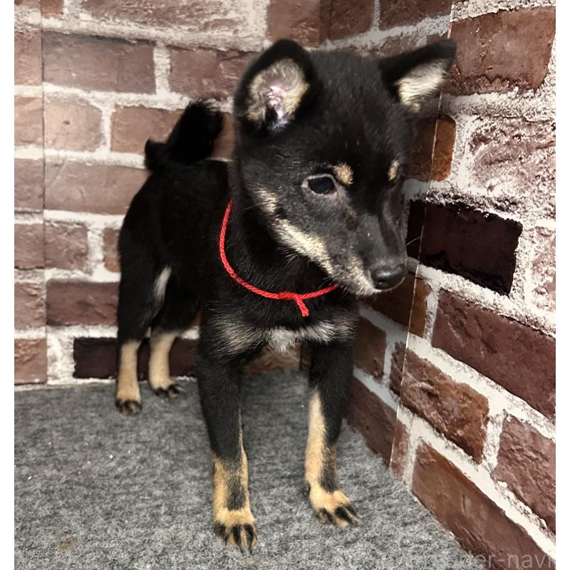 販売中の福岡県の豆柴-433927の8枚目