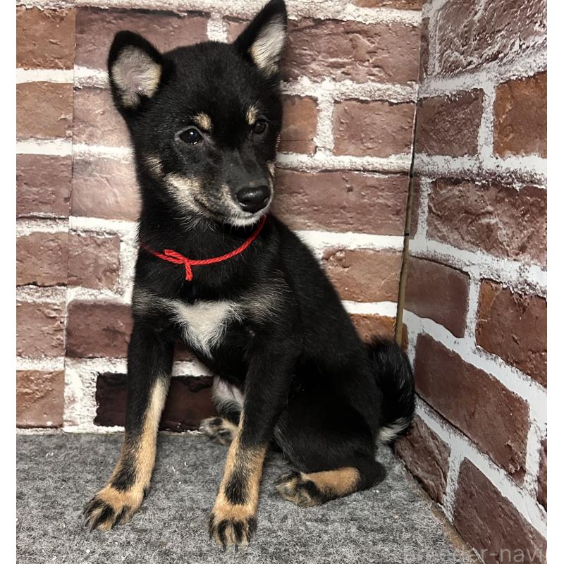 販売中の福岡県の豆柴-433927の7枚目