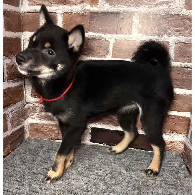 販売中の福岡県の豆柴-433927の6枚目