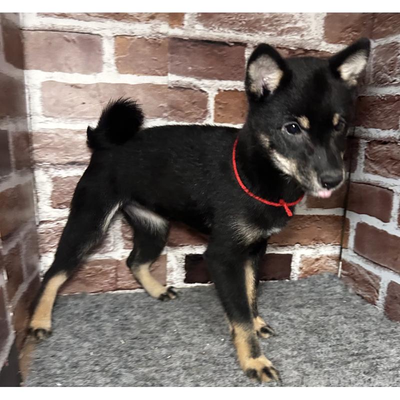 販売中の福岡県の豆柴-433927の5枚目