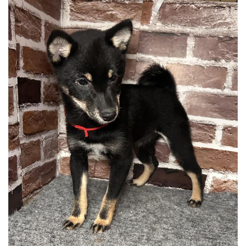 販売中の福岡県の豆柴-433927の4枚目