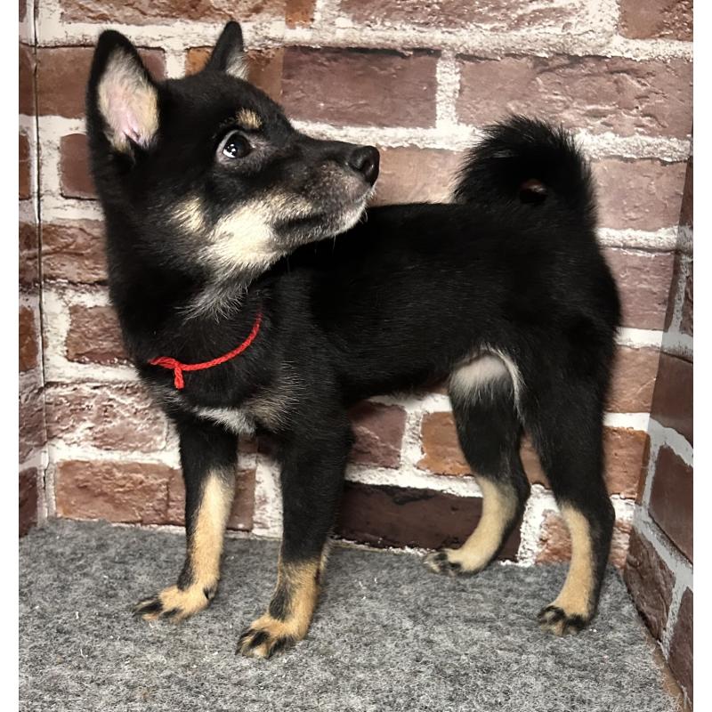 販売中の福岡県の豆柴-433927の2枚目