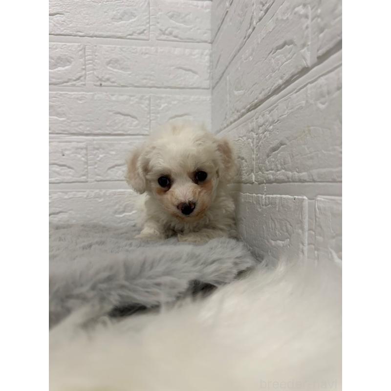 販売中の岡山県のビションフリーゼ-442603の13枚目