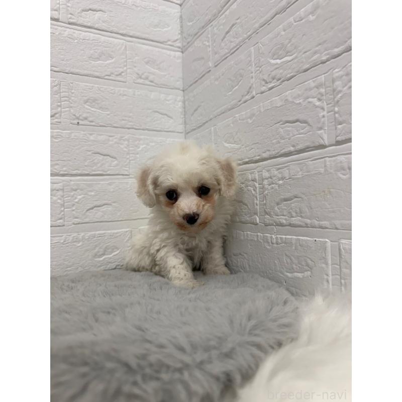 販売中の岡山県のビションフリーゼ-442603の12枚目