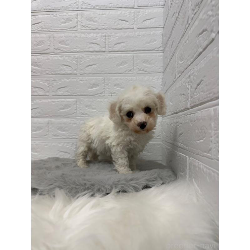 販売中の岡山県のビションフリーゼ-442603の11枚目