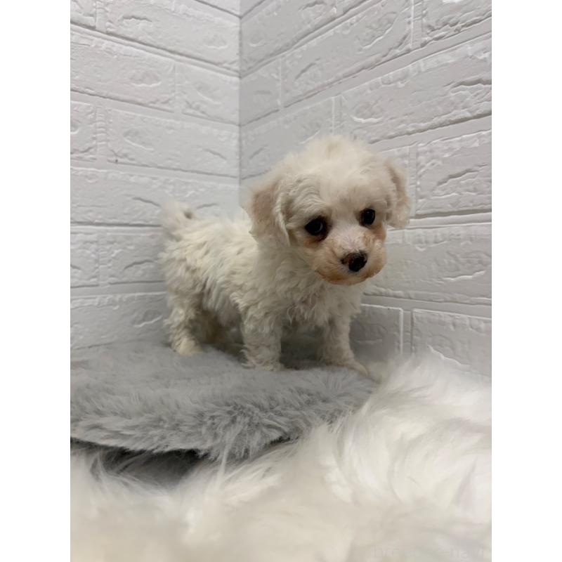 販売中の岡山県のビションフリーゼ-442603の10枚目