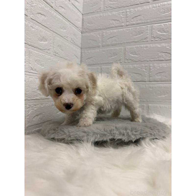 販売中の岡山県のビションフリーゼ-442603の9枚目