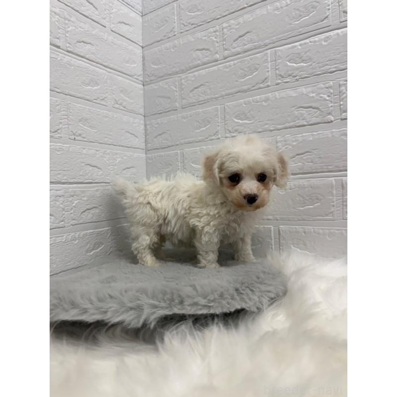 販売中の岡山県のビションフリーゼ-442603の8枚目