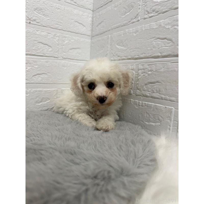 販売中の岡山県のビションフリーゼ-442603の7枚目