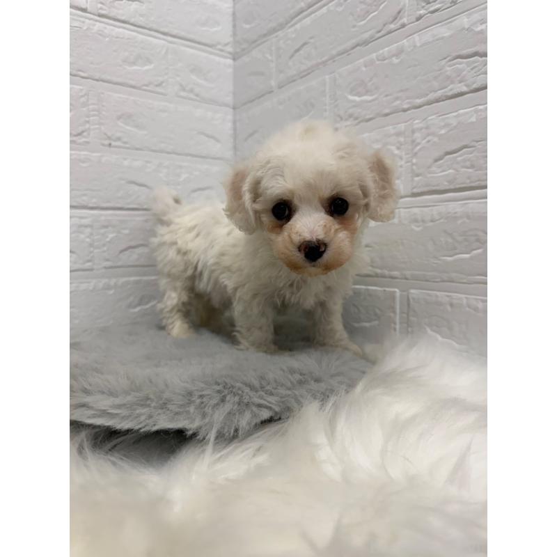 販売中の岡山県のビションフリーゼ-442603の6枚目