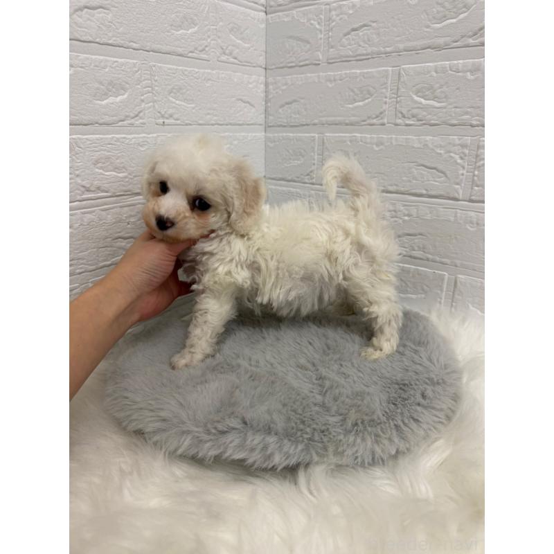 販売中の岡山県のビションフリーゼ-442603の5枚目