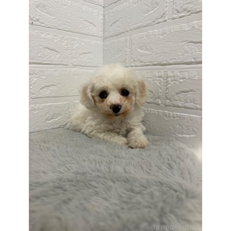 販売中の岡山県のビションフリーゼ-442603の4枚目