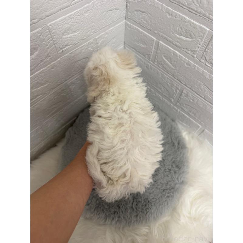 販売中の岡山県のビションフリーゼ-442603の3枚目