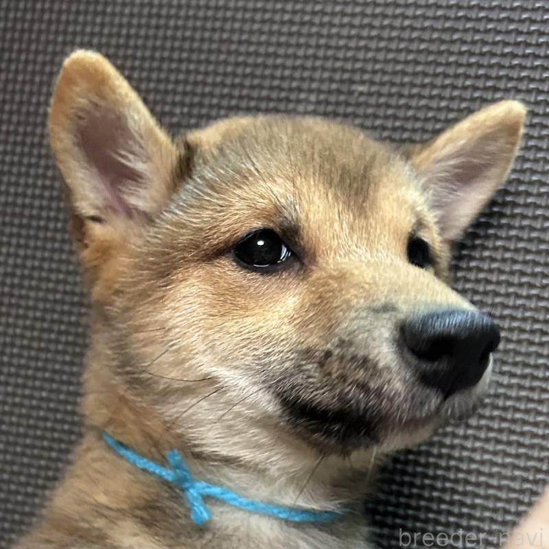 販売中の福岡県の豆柴-433926の13枚目