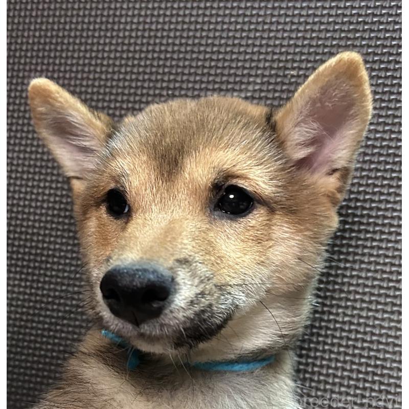 販売中の福岡県の豆柴-433926の12枚目