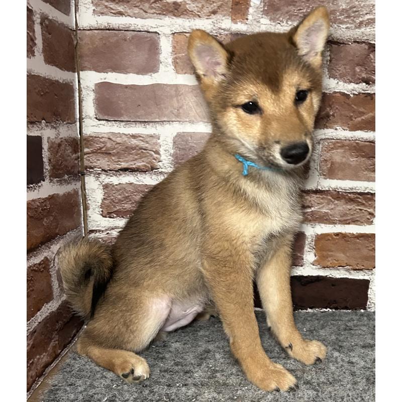 販売中の福岡県の豆柴-433926の11枚目