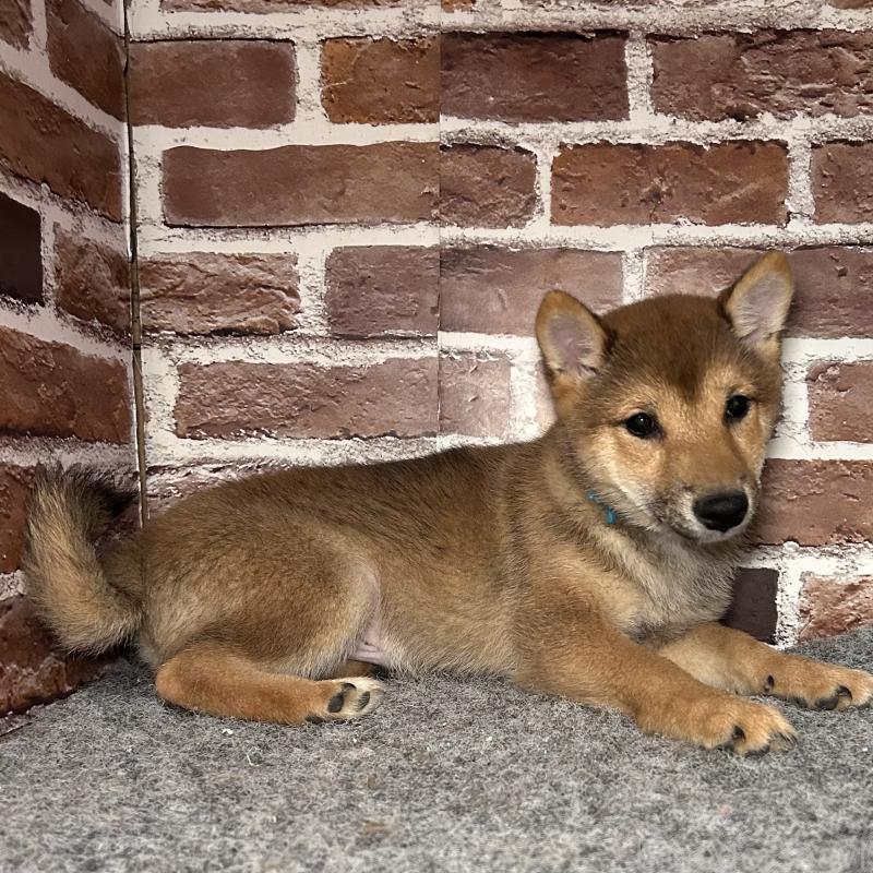 販売中の福岡県の豆柴-433926の10枚目