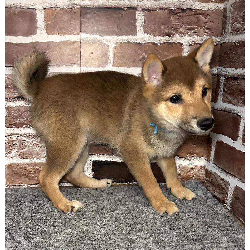 販売中の福岡県の豆柴-433926の9枚目