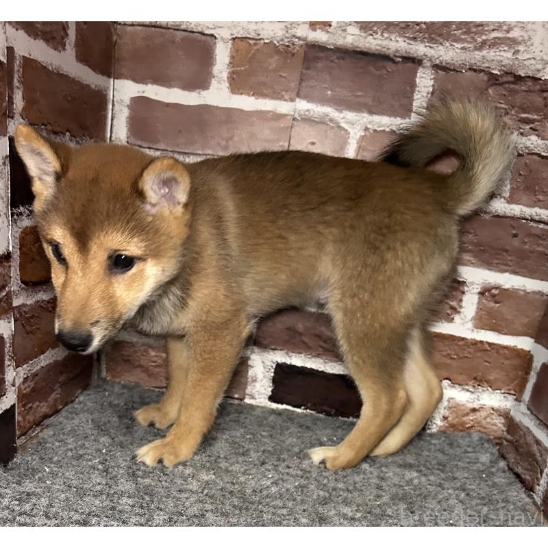 販売中の福岡県の豆柴-433926の8枚目