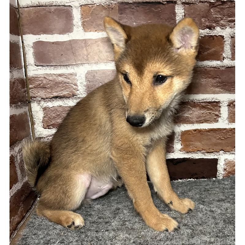 販売中の福岡県の豆柴-433926の5枚目