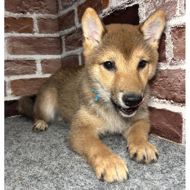 販売中の福岡県の豆柴-433926の4枚目