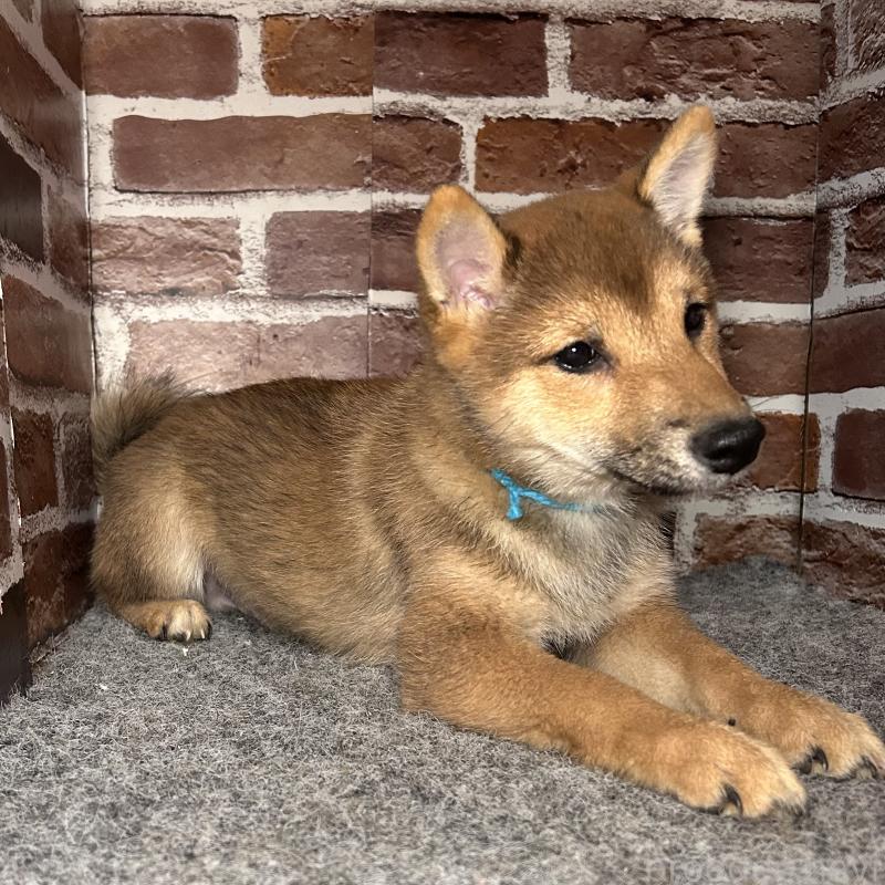 販売中の福岡県の豆柴-433926の3枚目