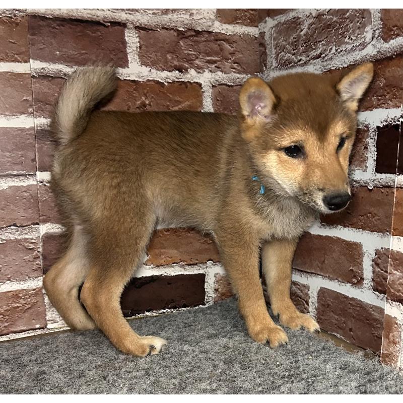 販売中の福岡県の豆柴-433926の2枚目