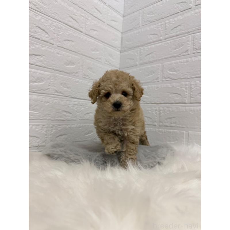 販売中の岡山県のタイニープードル-442604の13枚目