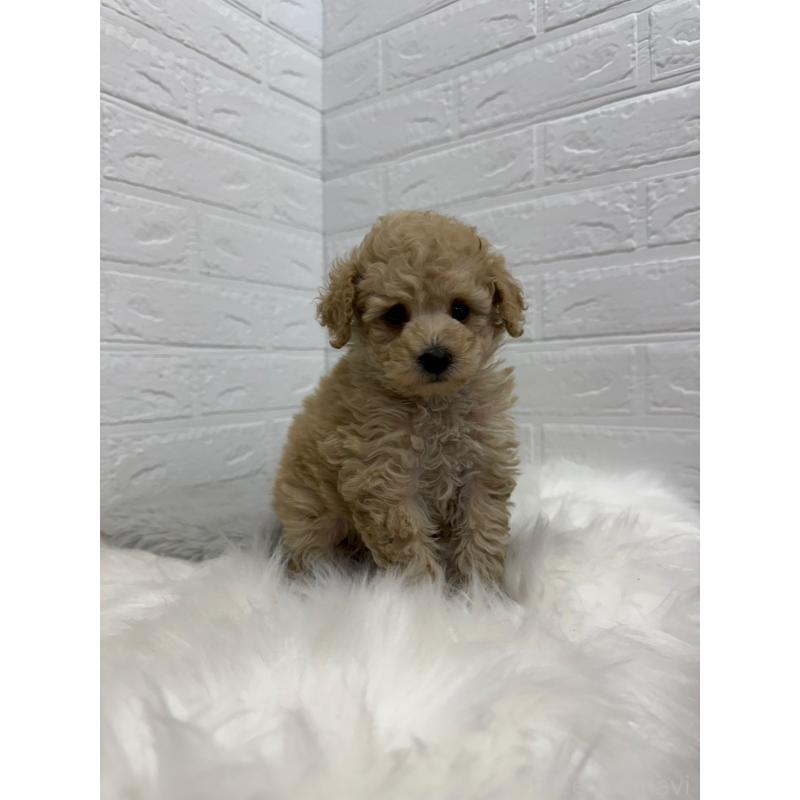 販売中の岡山県のタイニープードル-442604の12枚目