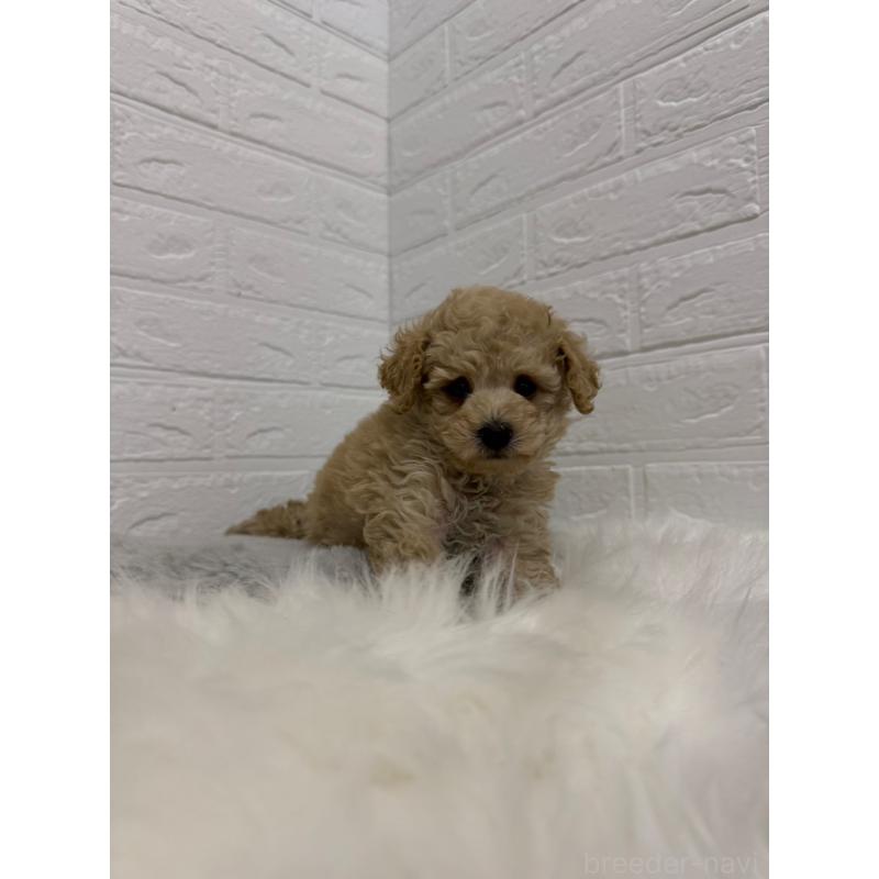 販売中の岡山県のタイニープードル-442604の11枚目