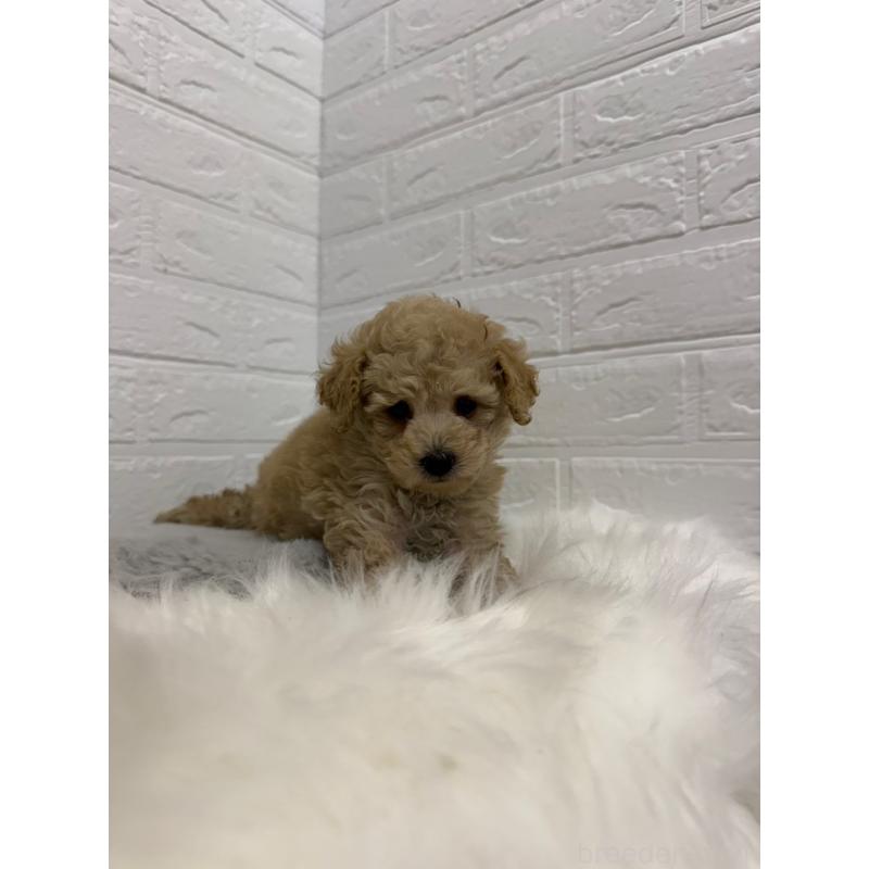 販売中の岡山県のタイニープードル-442604の10枚目