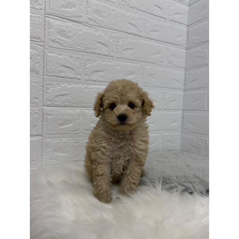 販売中の岡山県のタイニープードル-442604の9枚目